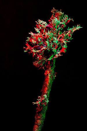 Cartilage lichen (Ramalina) on an oak twig