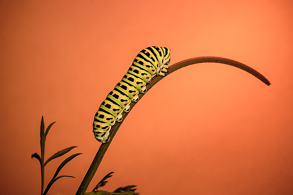 Swallowtail caterpillar