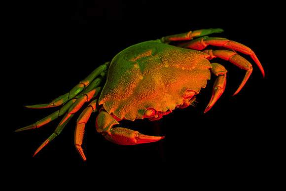 Crab