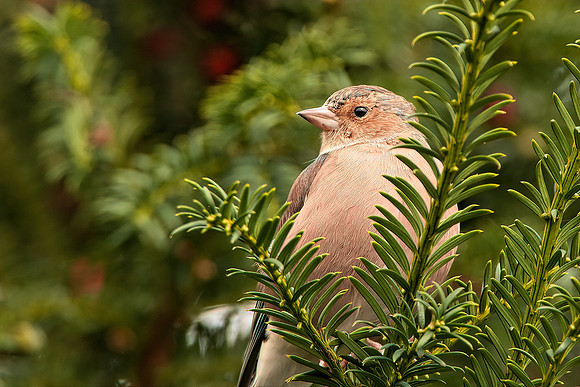 Brambling