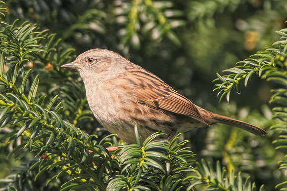 Dunnock
