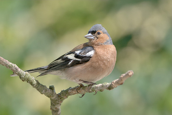 Chaffinch