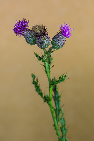 Thistle