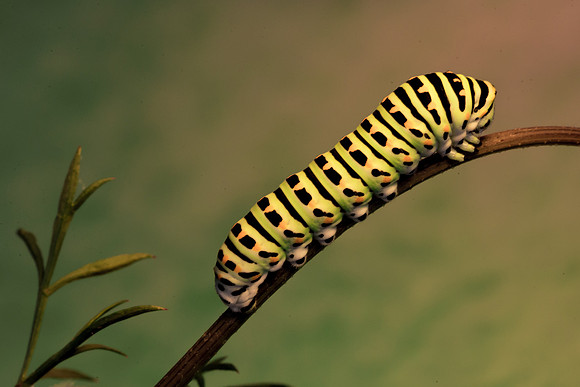 Swallowtail caterpillar