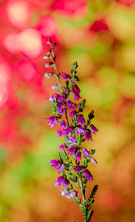Heather