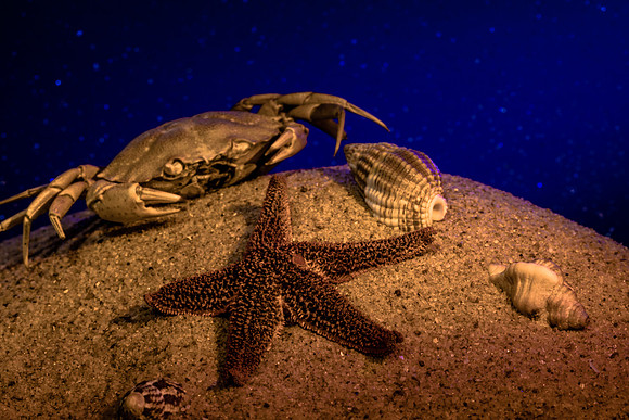 Seabed diorama