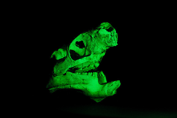 Coypu skull