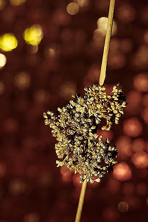 Common sedge