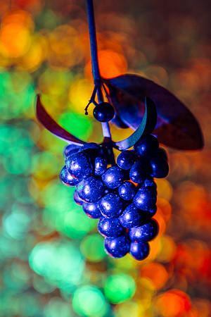 European Privet berries